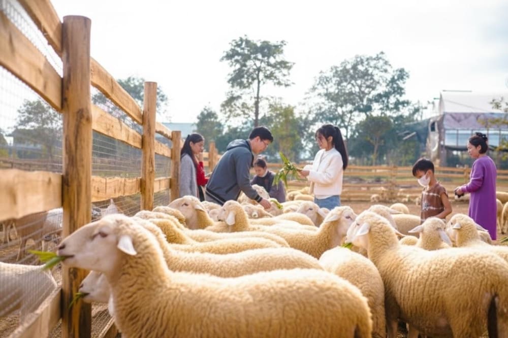 Khu nu&ocirc;i cừu tại b&atilde;i đ&aacute; S&ocirc;ng Hồng